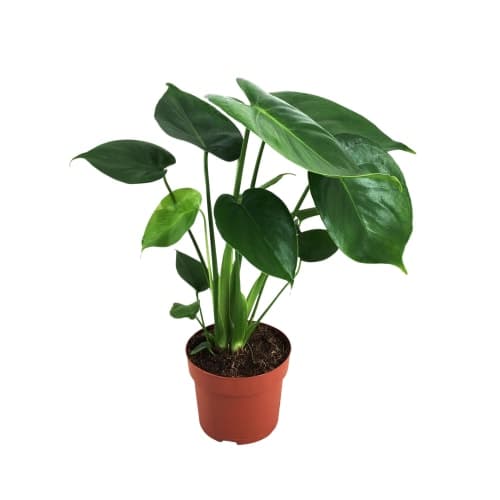 Monstera