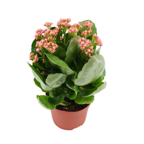 Calandiva Våreld/höstglöd 10511cm