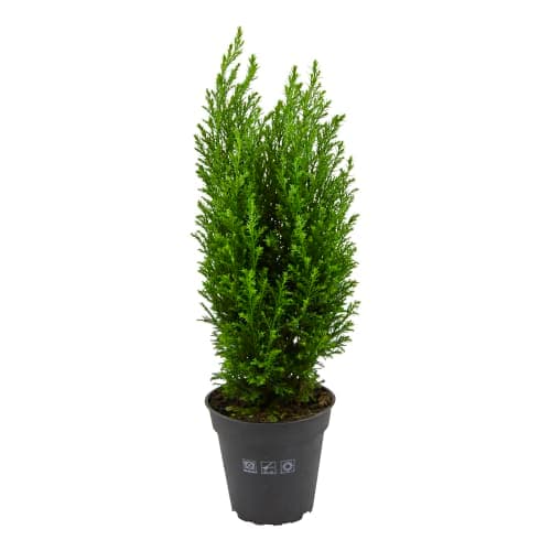 Ädelcypress Chamaecyparis Ellwoo Höjd 35-40 cm