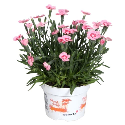 Dianthus Peach Party
