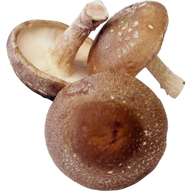 Svamp Shiitake