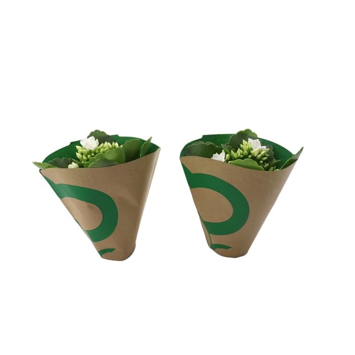 Kalanchoe dubbelblommande mini kruka Höjd vit