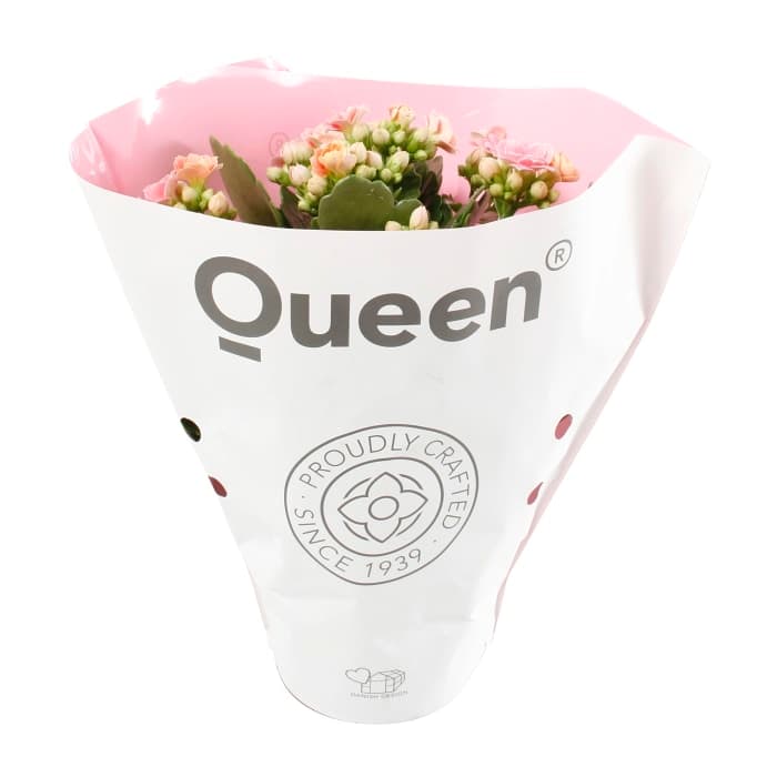 Kalanchoe dubbelblommande kruka Höjd rosa