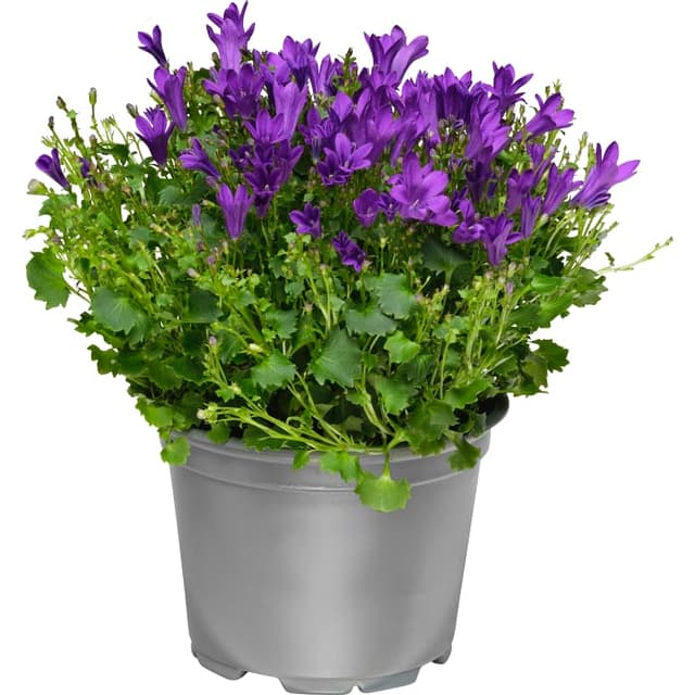 Campanula blå