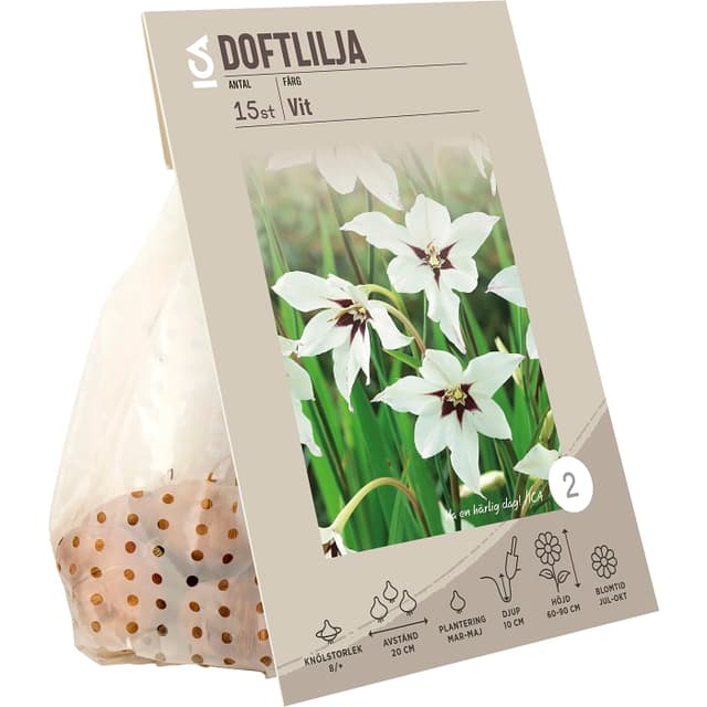 Doftlilja Vit