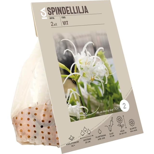 Spindel lilja vit