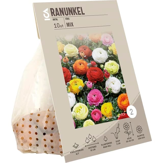 Ranunkel Mix