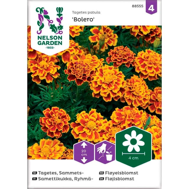 Tagetes Sammets Bolero