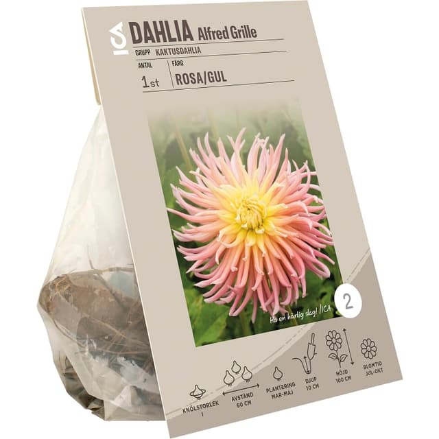 Dahlia cactus Alfred Grille