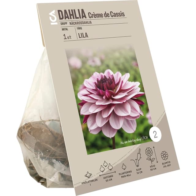 Dahlia Creme de Cassis lila/rosa