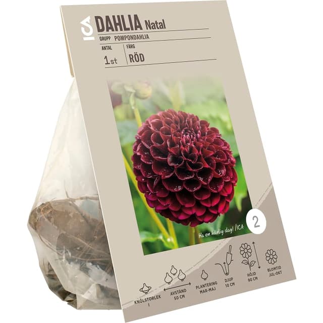 Dahlia Pompon Natal röd