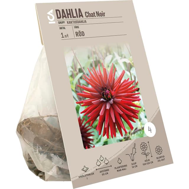 Dahlia Cactus Chat Noir röd