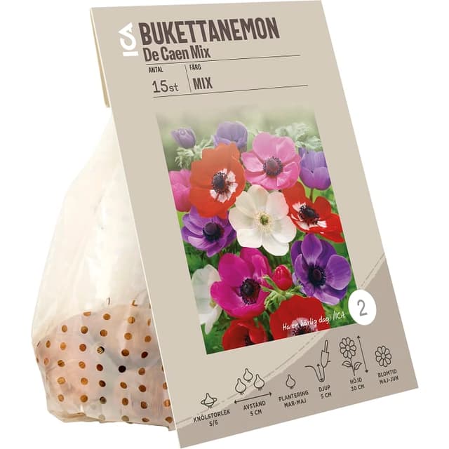 Anemon De Caen mixade färger