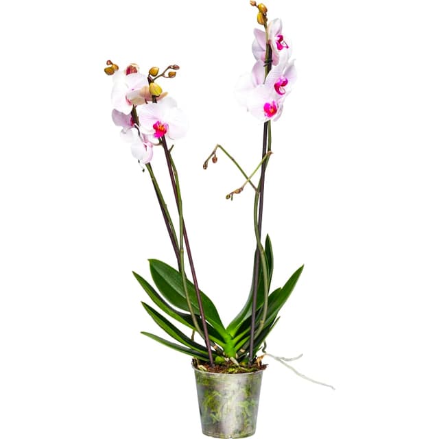 Phalaenopsis orkidé kruka varierande färger