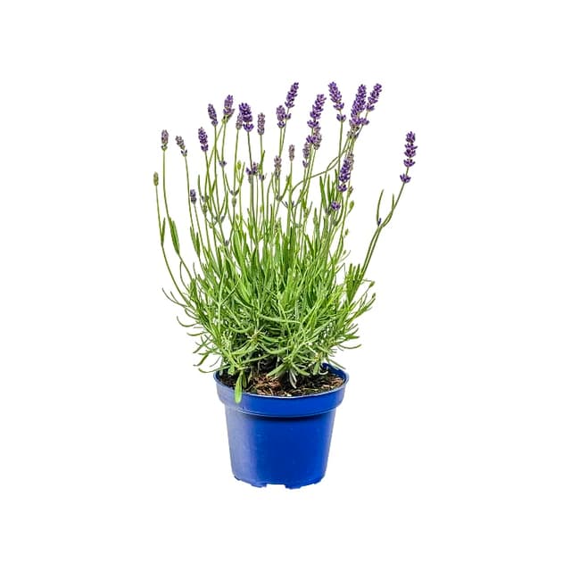 Lavendel 