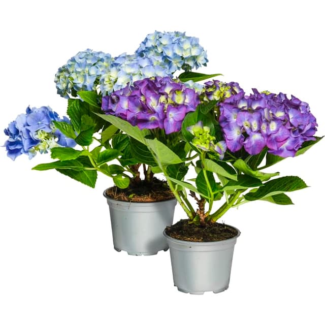 Hortensia kruka varierande färger