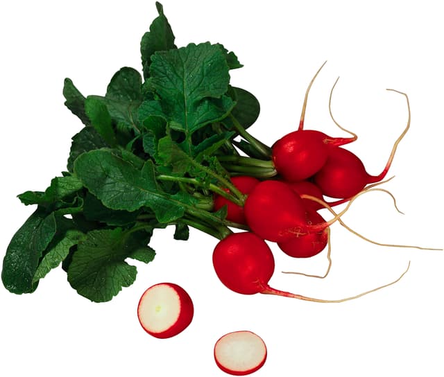 Rädisor