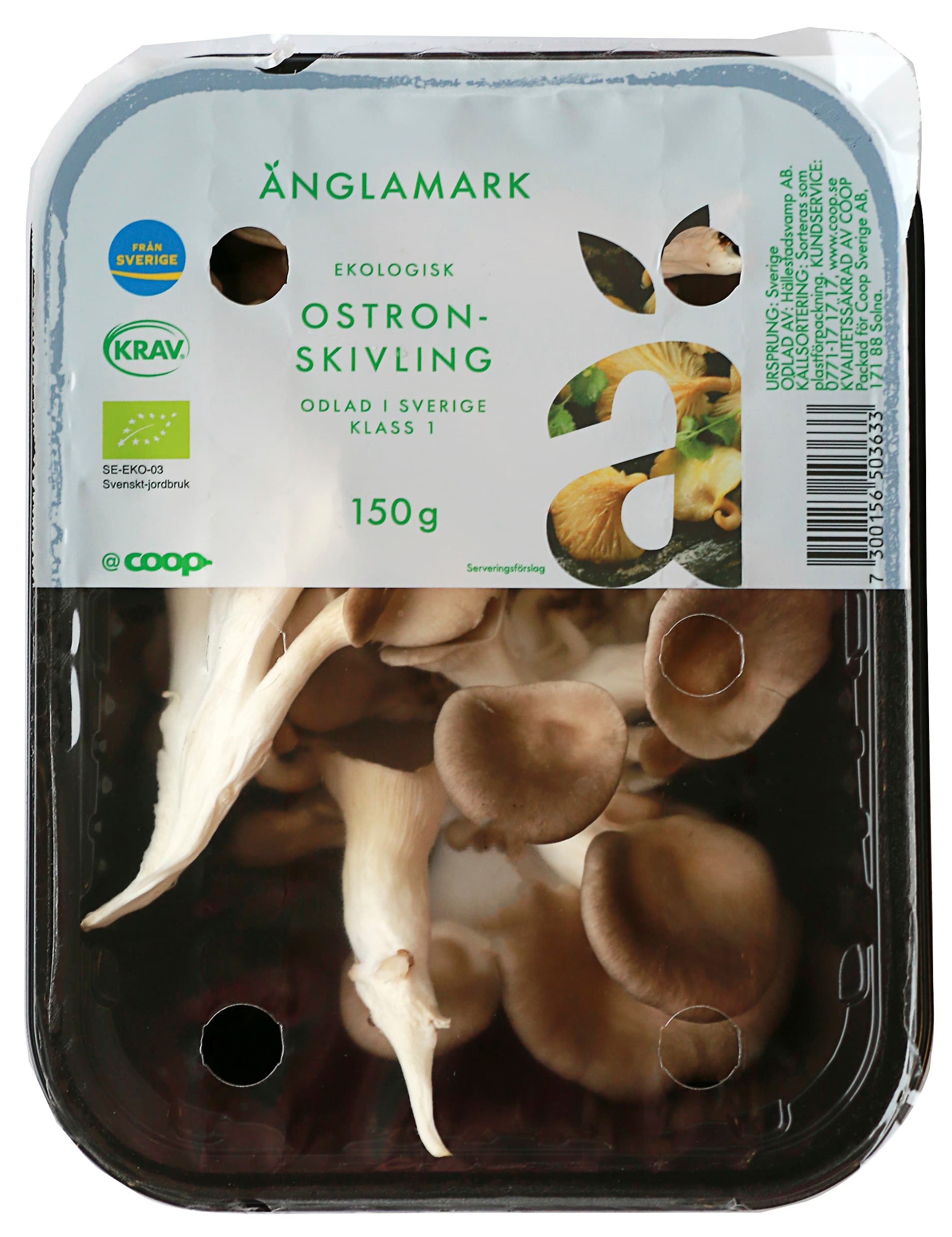 Ostronskivling Eko