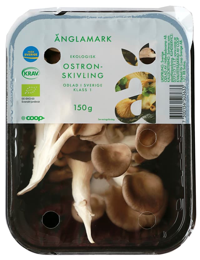 Ostronskivling Eko