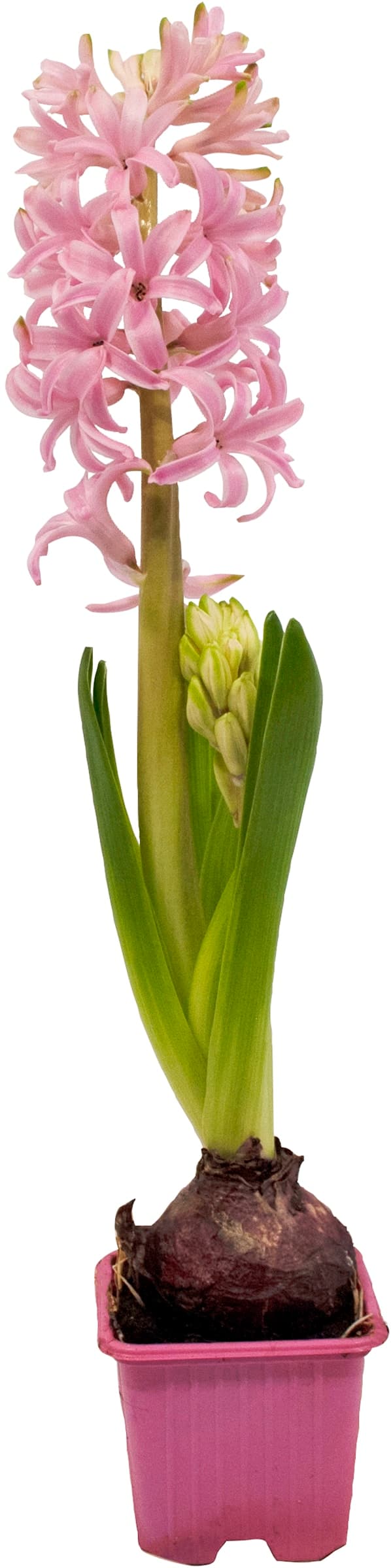 Hyacint rosa