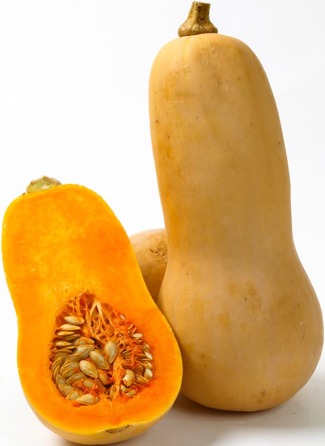Pumpa Butternutsquasch