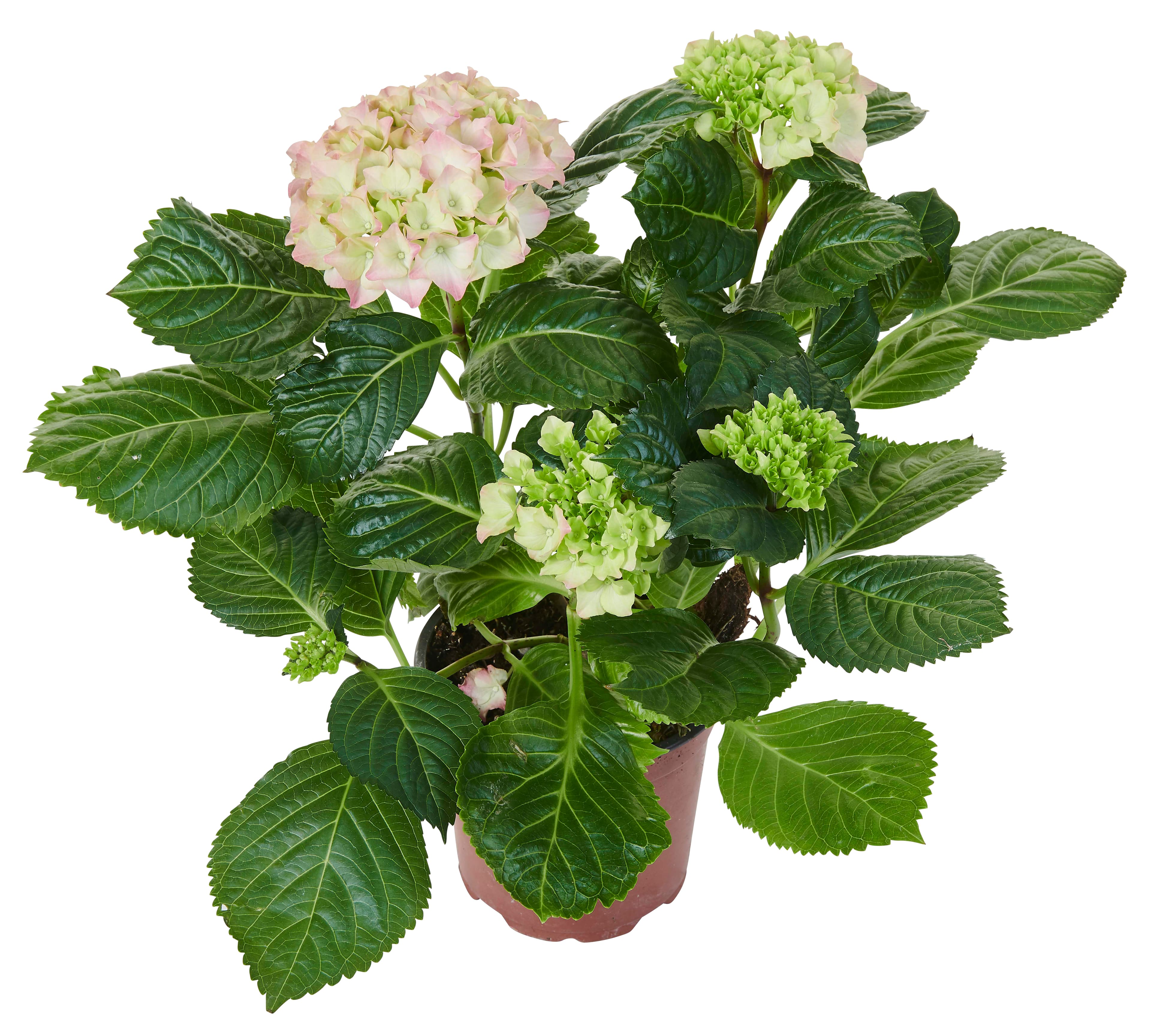 Hortensia
