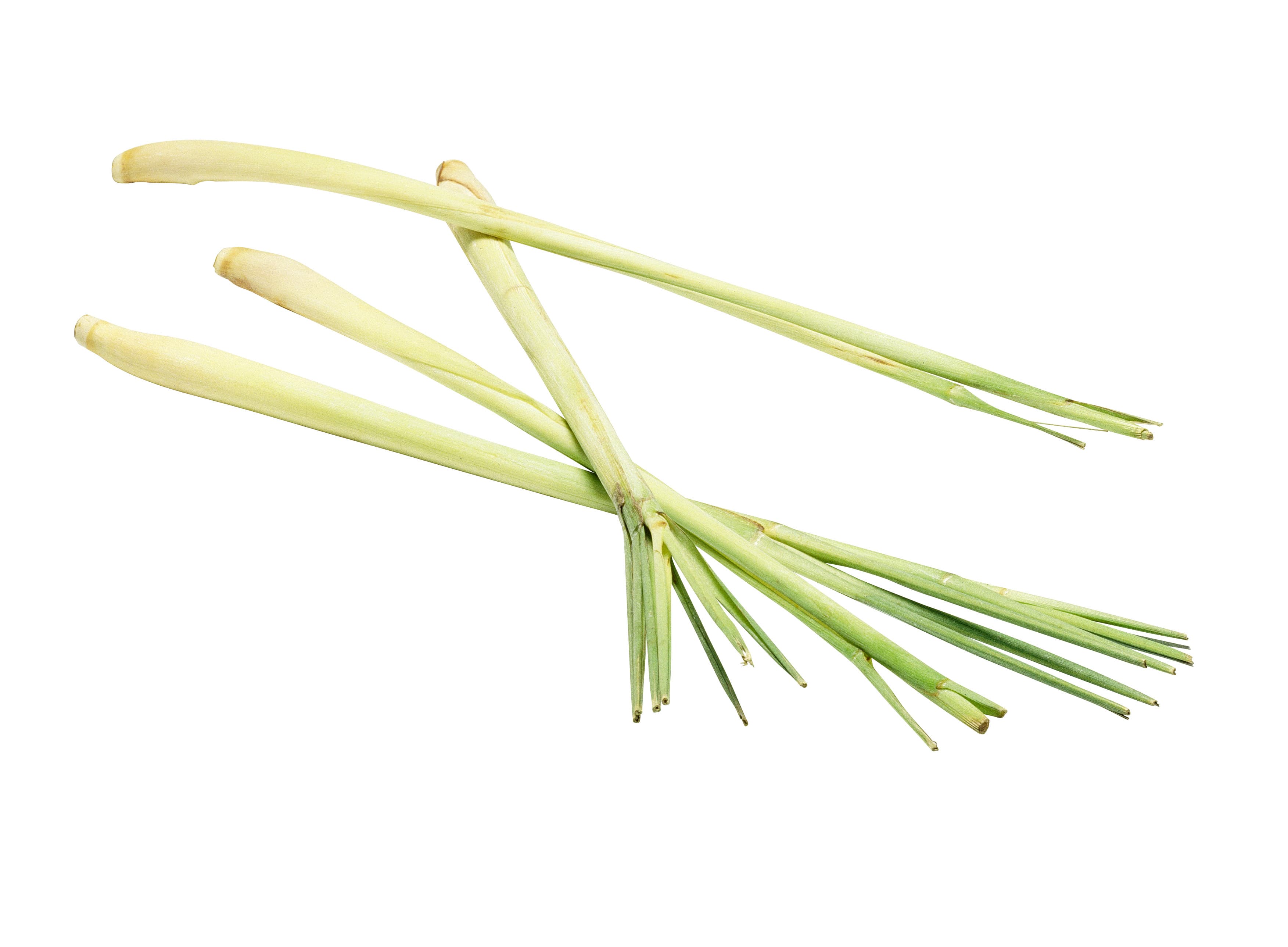 Citrongräs