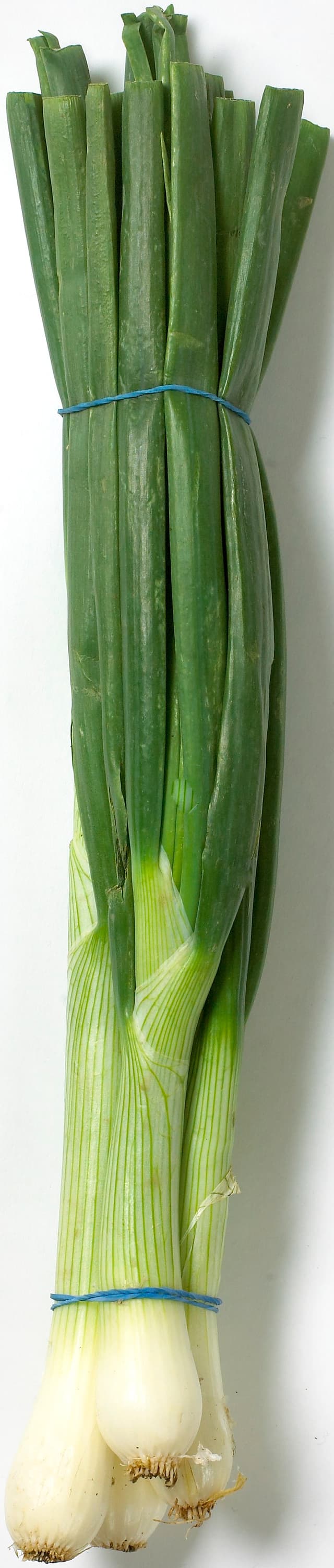 Knipplök Gul