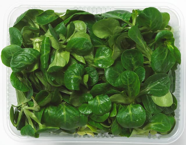 Sallad Mache