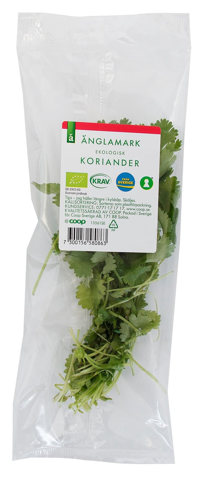 Koriander Eko