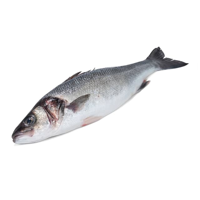 Havsabborre Hel