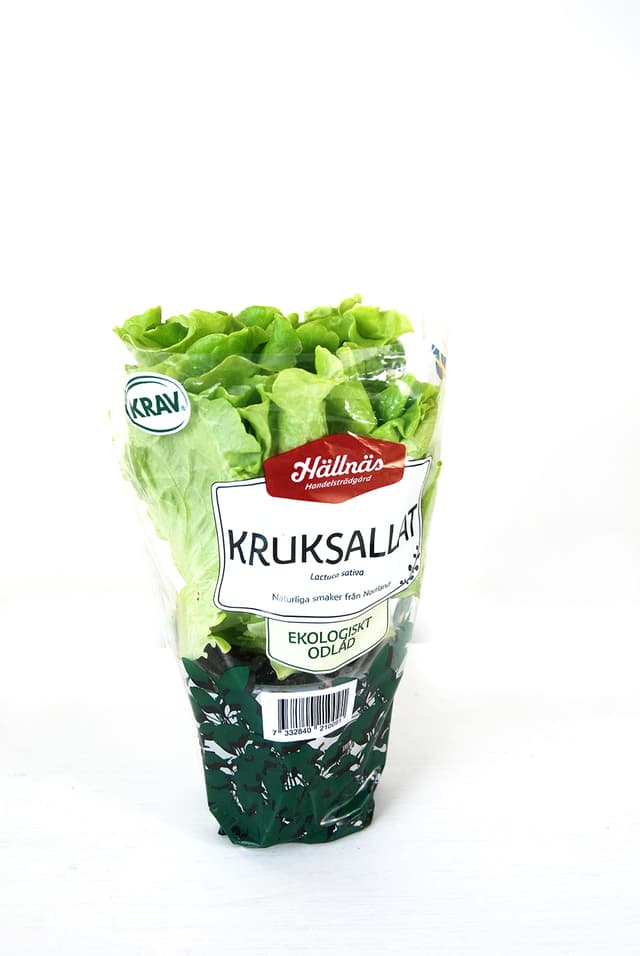 Plocksallat i kruka