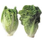 Sallat Sweet Heart Gem 3pack