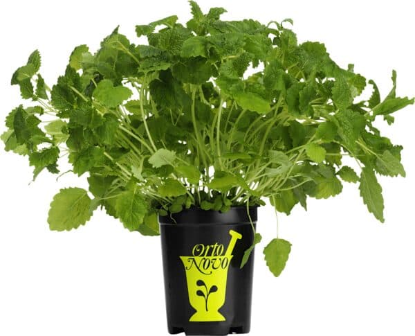 Kabbarp Citronmeliss