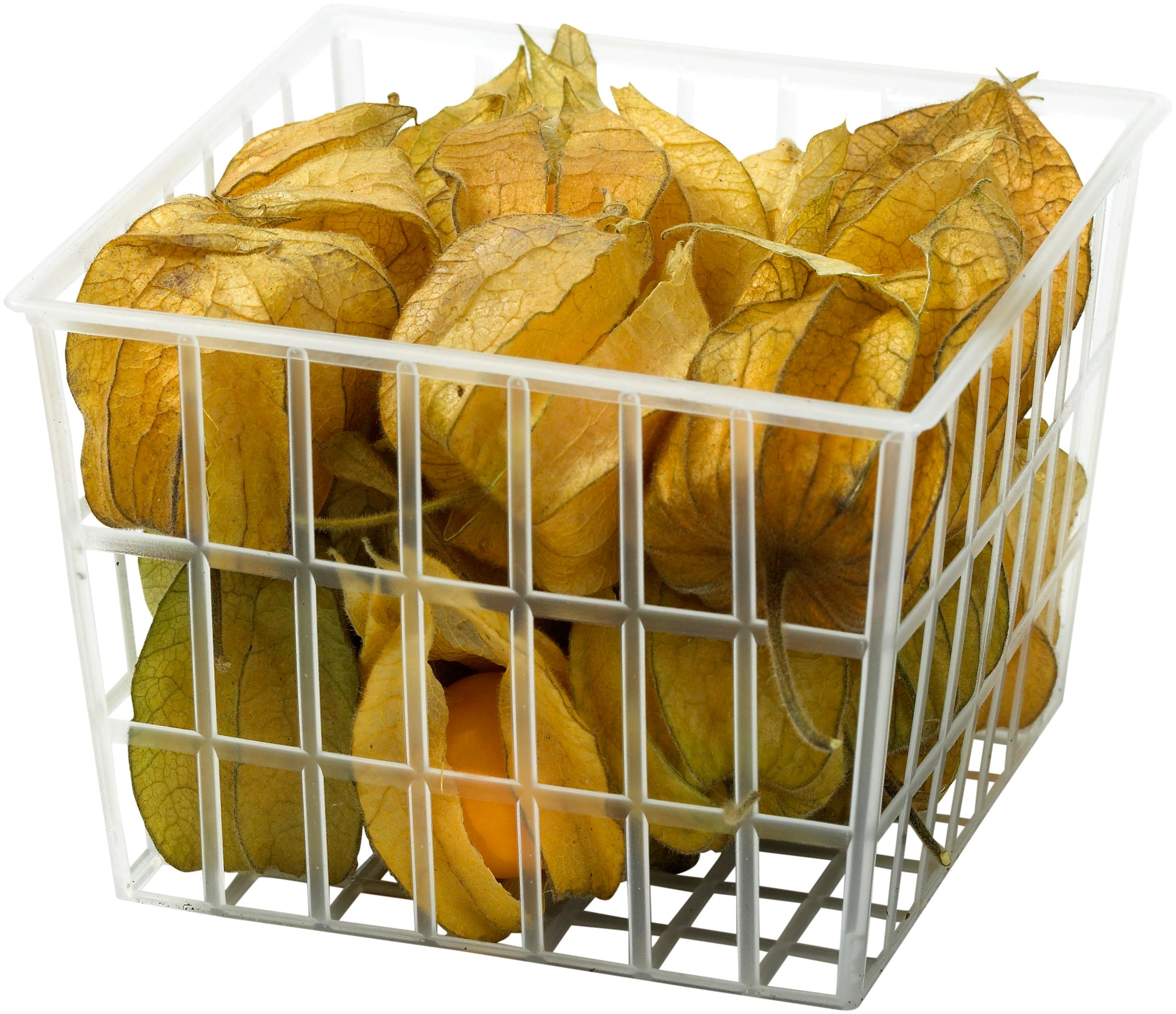 Physalis