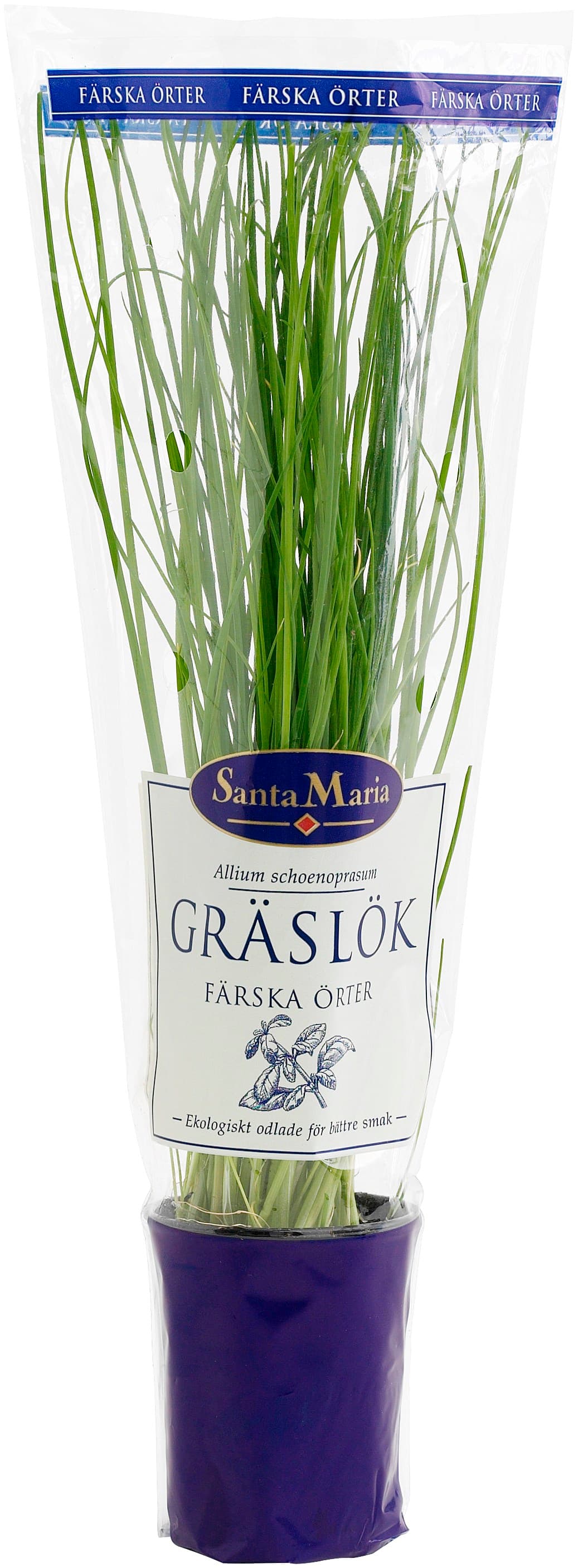 Gräslök