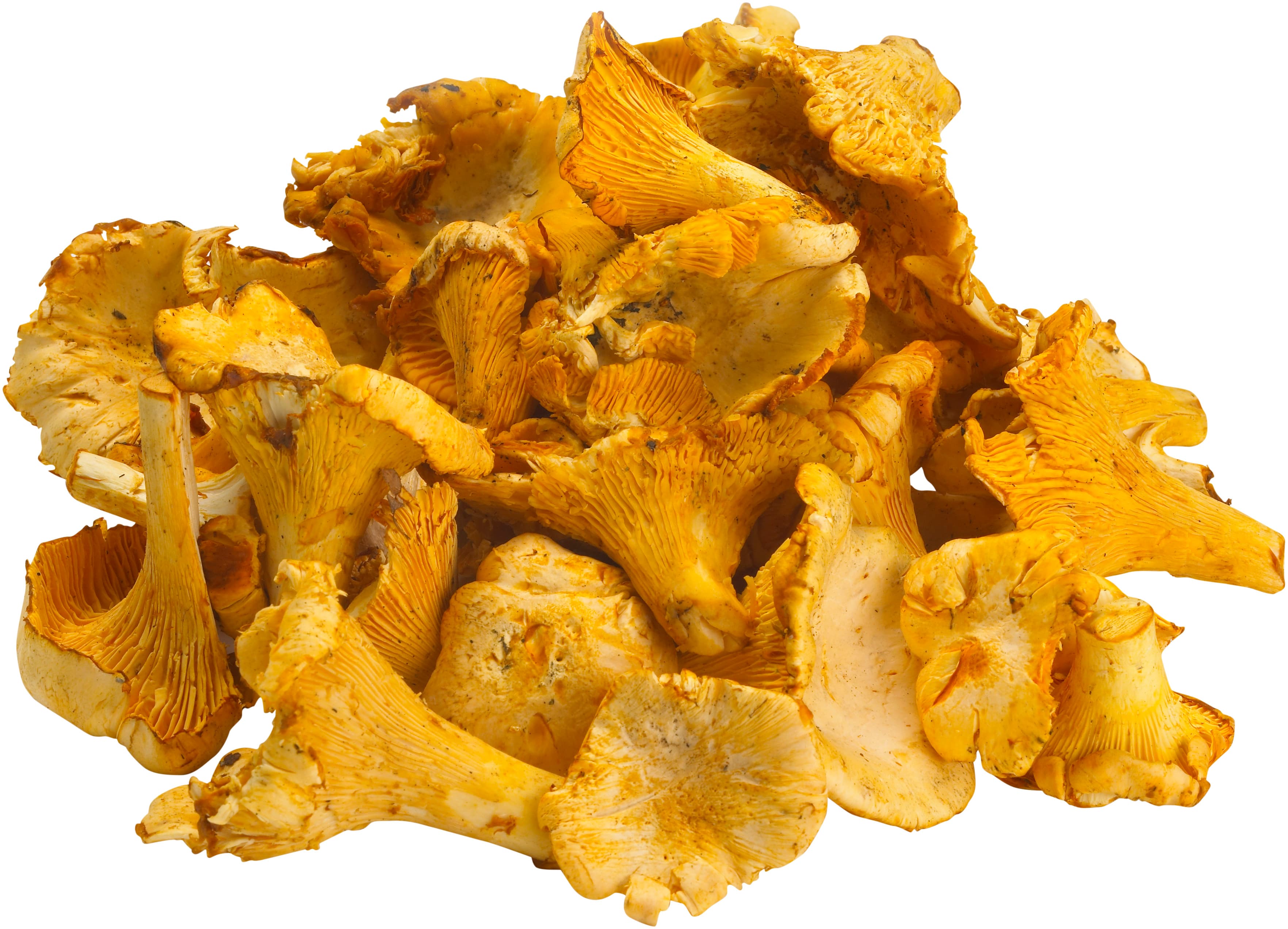 Kantareller