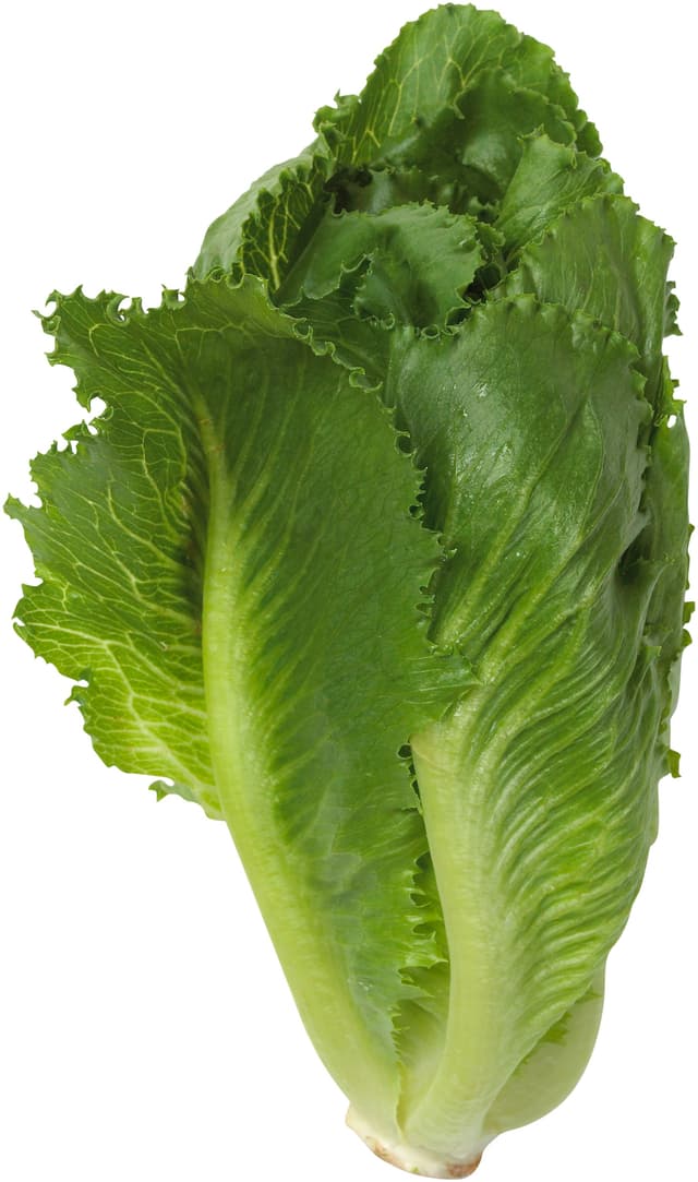 Sallad Cosmopolitan
