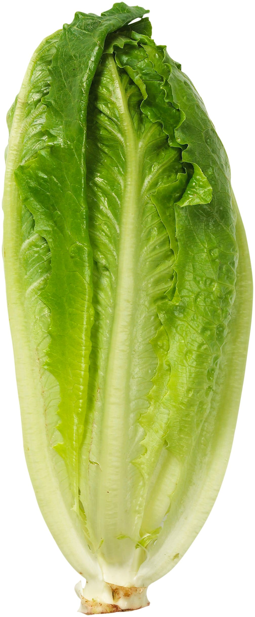 Roman Sallad
