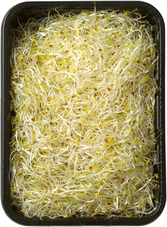Alfalfa Groddar