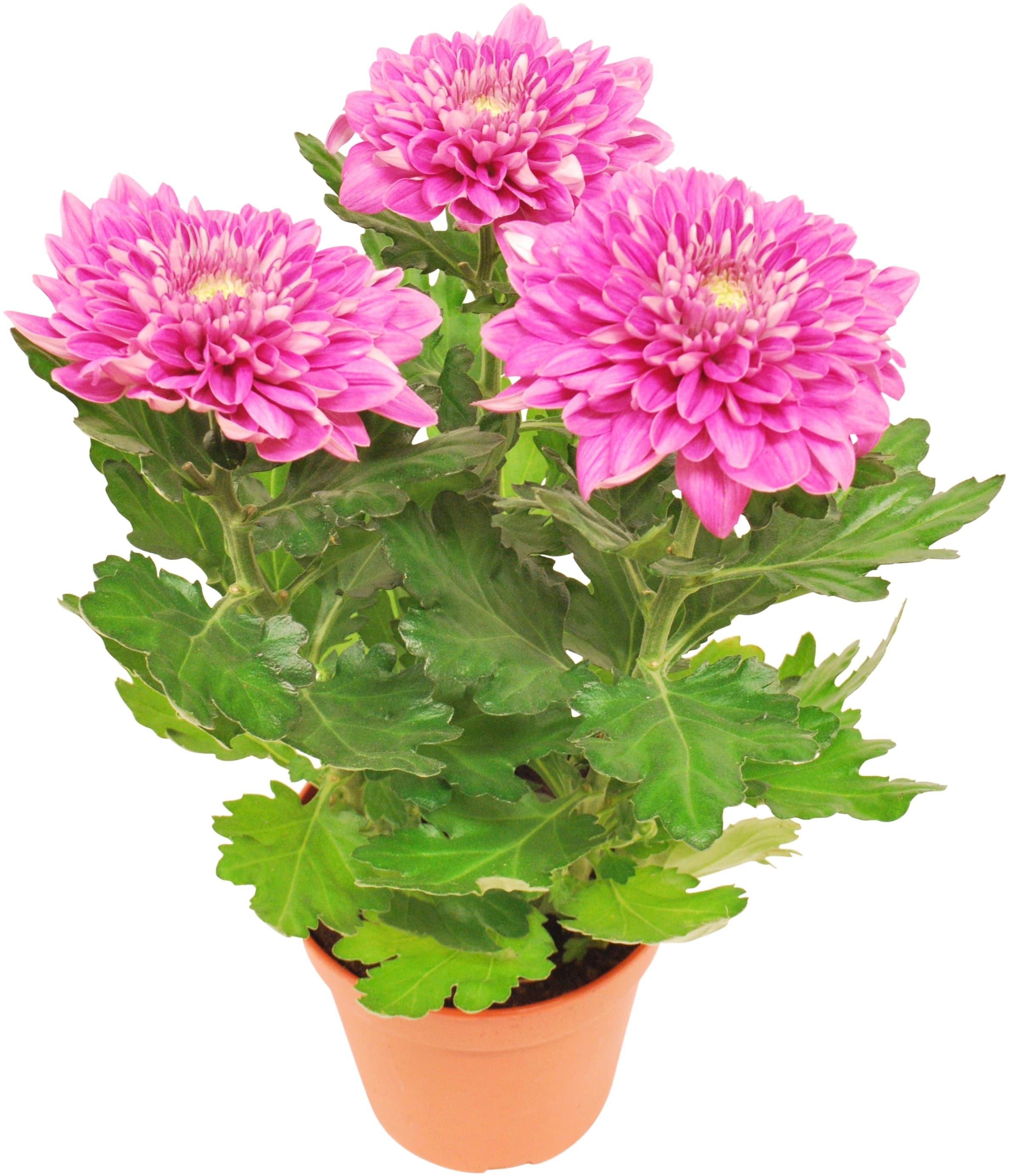 Chrysanthemum