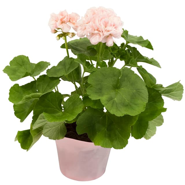 Pelargon Mårbacka Rosa