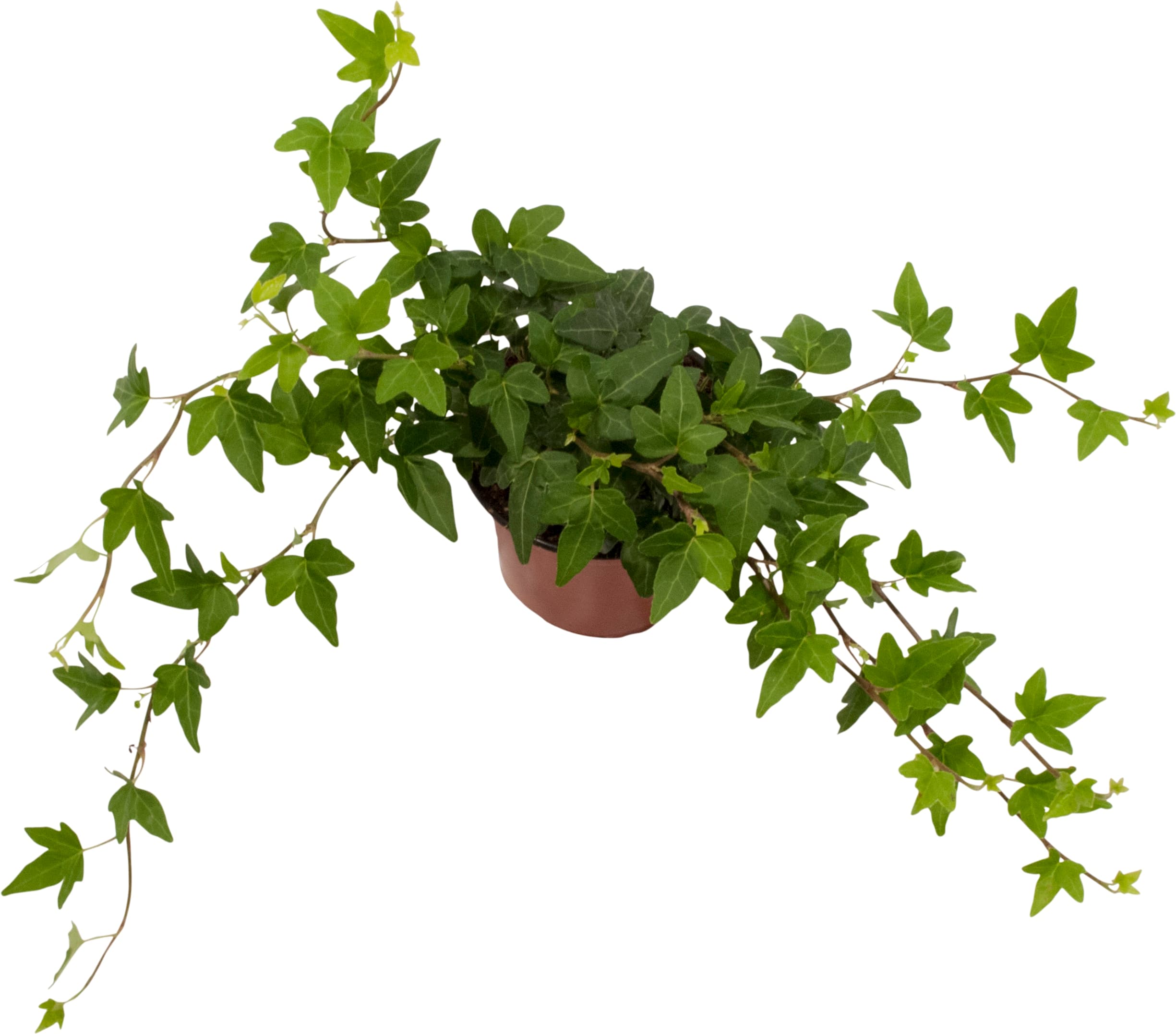 Hedera Helix