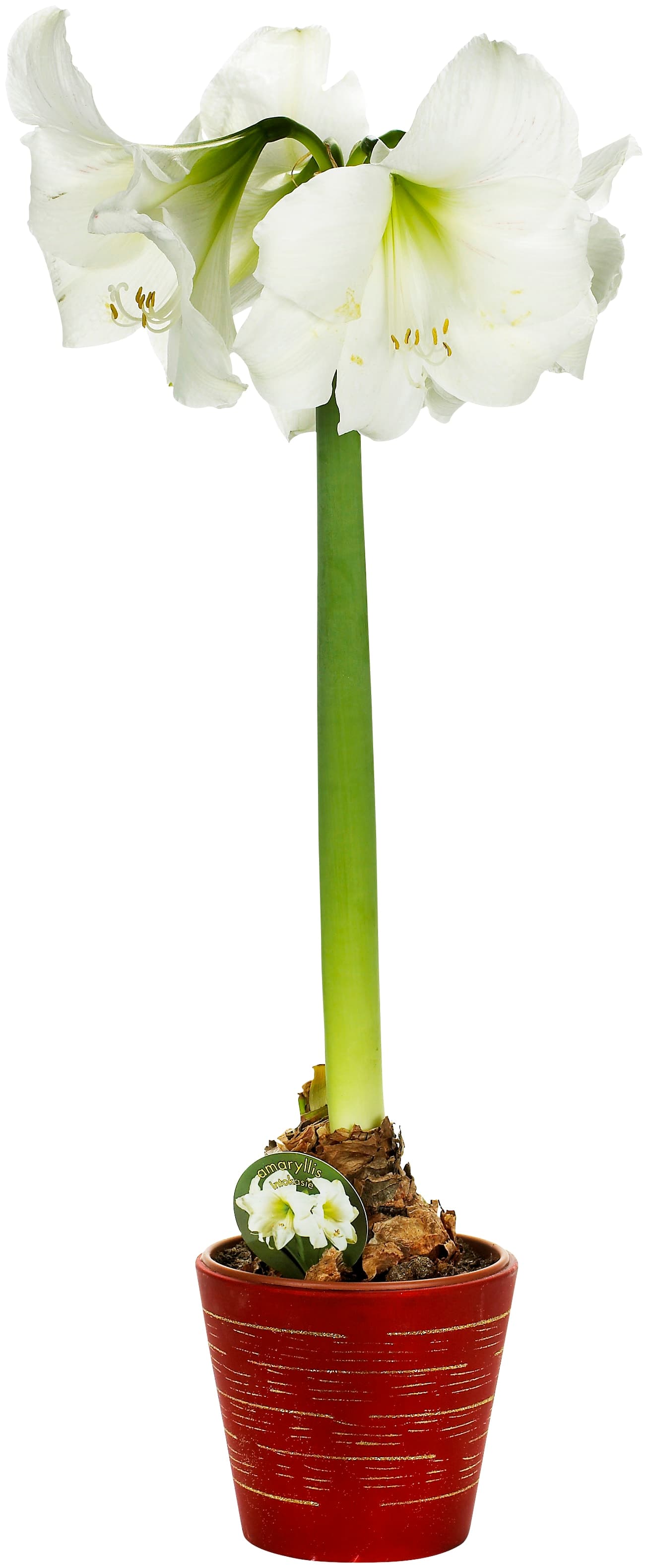 Amaryllis Jumbo Vit