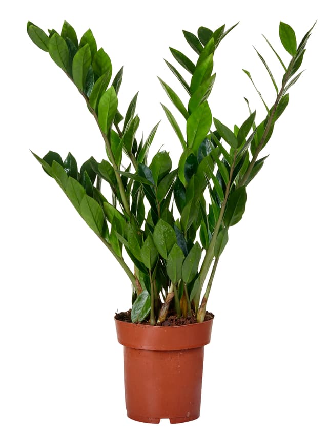 Garderobsblomma