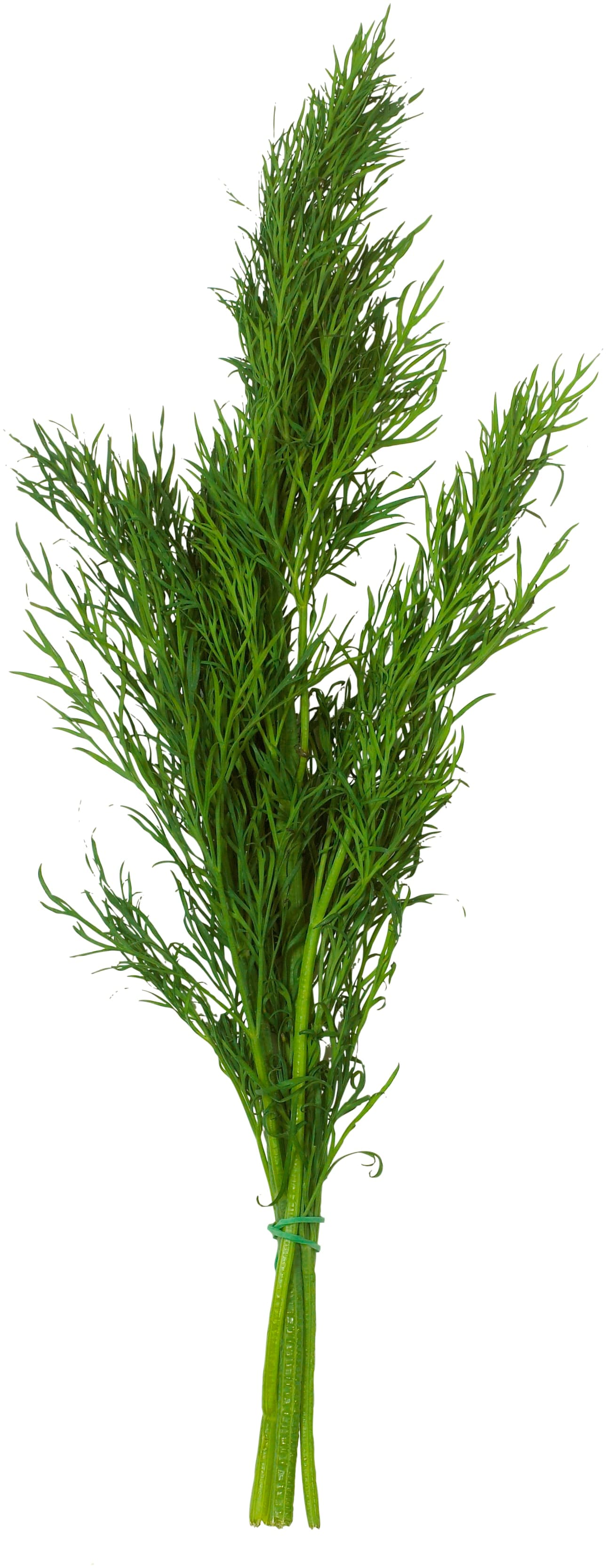 Dill