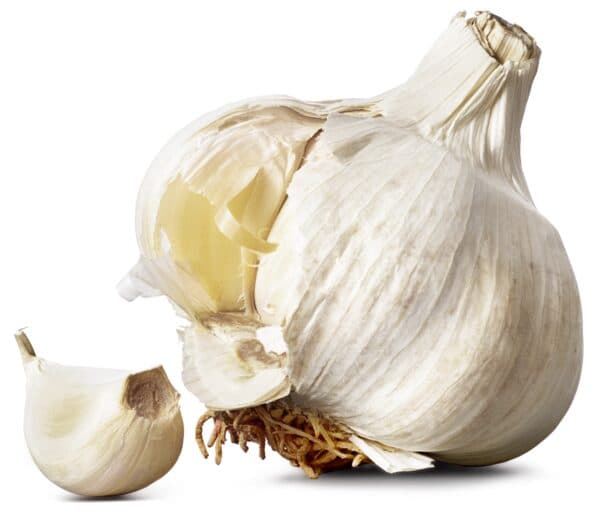 Vitlök