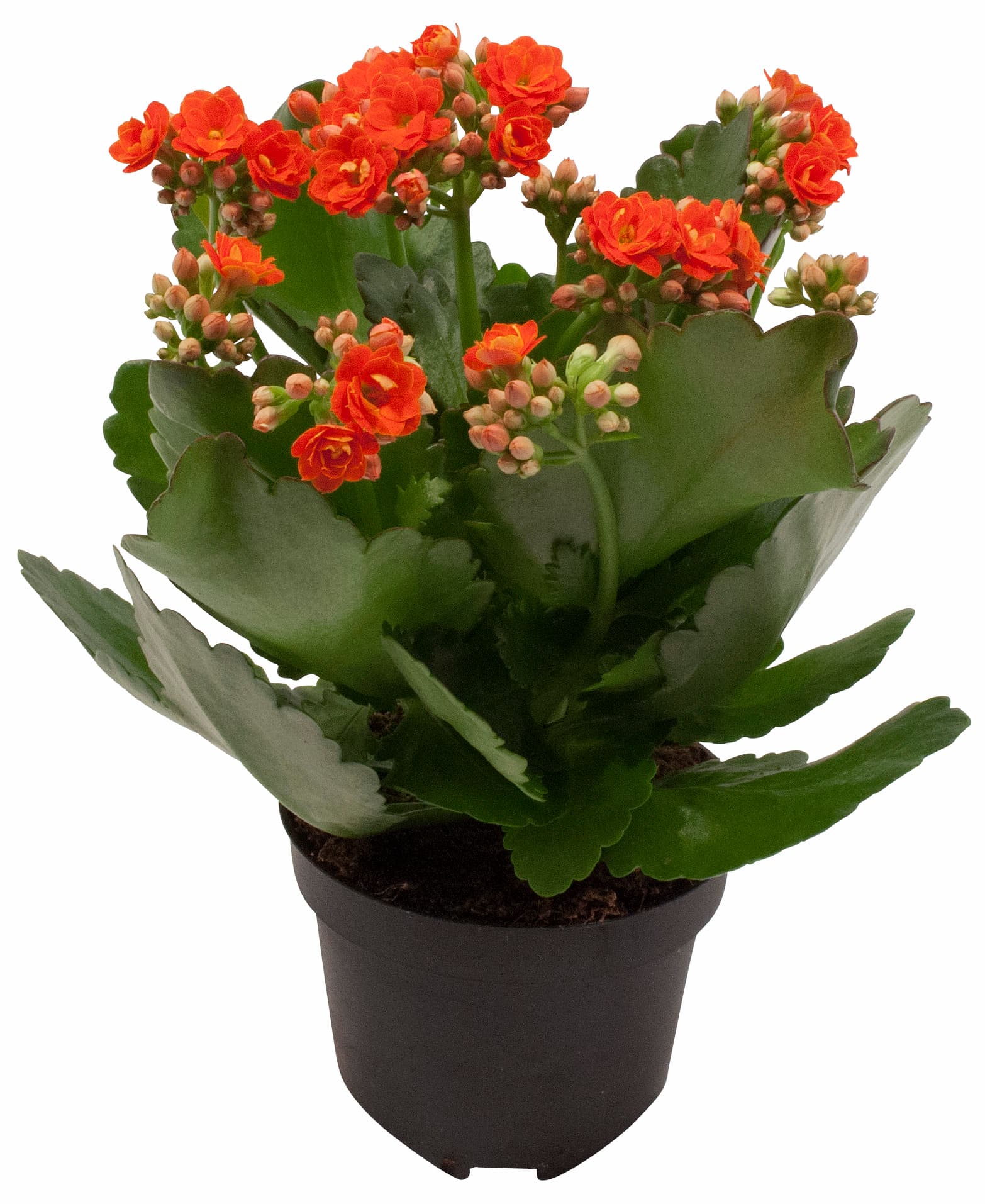 Kalanchoe Queen