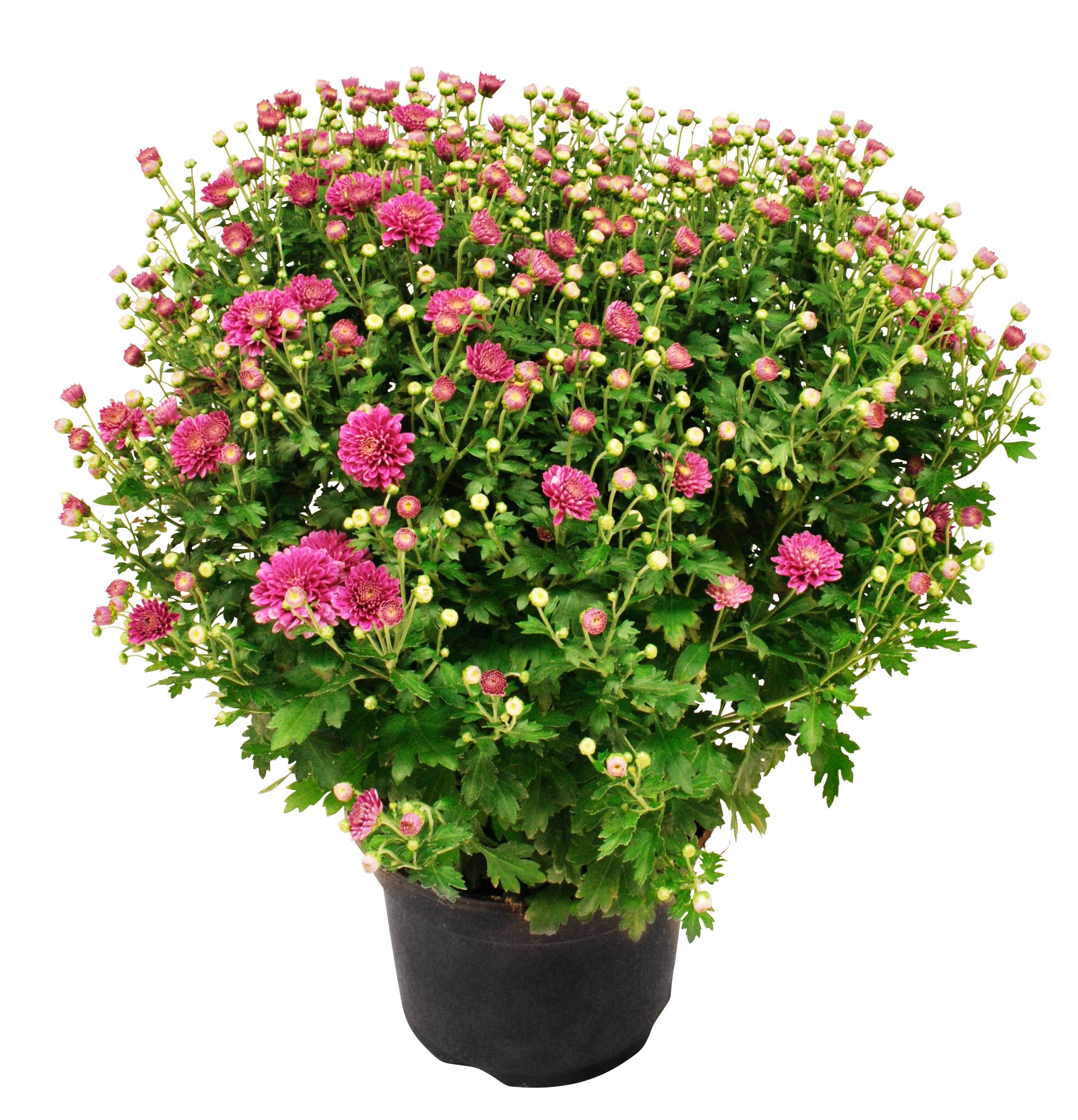 Bollkrysantemum