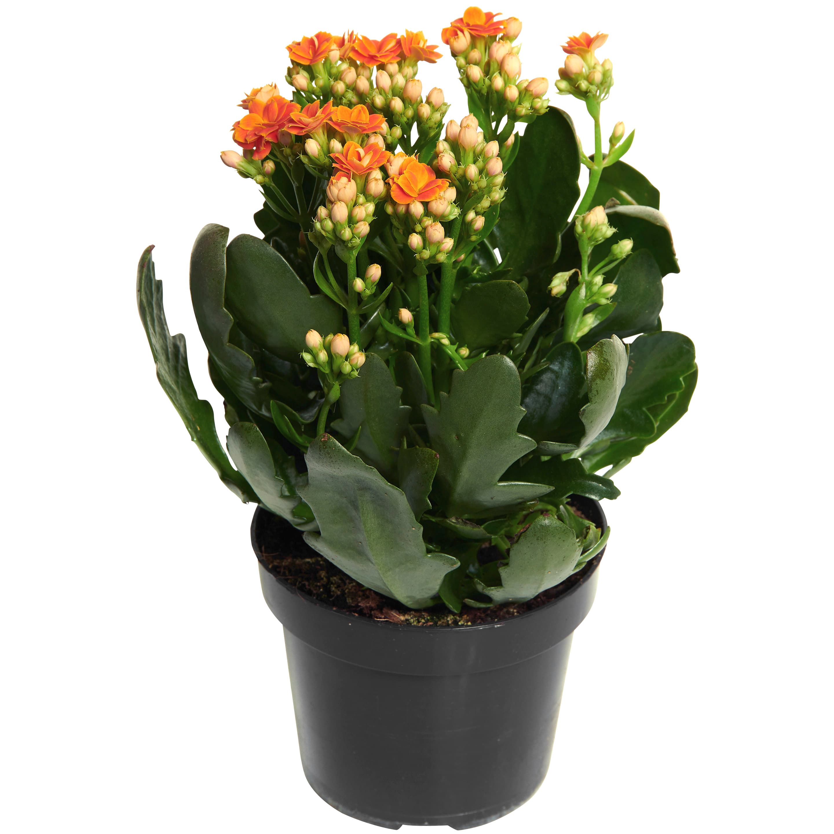 Kalanchoe dubbelblommande kruka Höjd gul